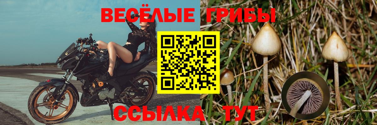 Жуковский  Псилоцибиновые грибы MAGIC MUSHROOMS  где купить наркоту  Вход с VPN 